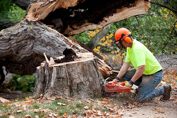 Best Tree Health Inspection  in Cairo, GA